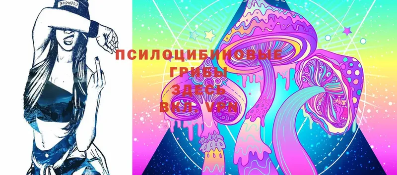 Псилоцибиновые грибы Psilocybe  Купино 